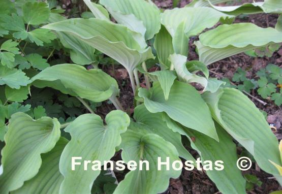 Hosta pycnophylla